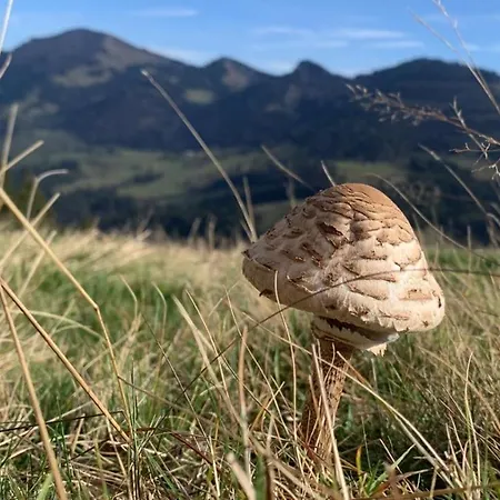 / Allgaeu Steibis